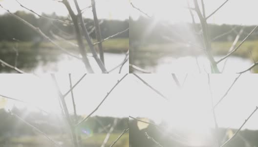 前景中的柳枝。早春景观-小森林河，阳光明媚的日子高清在线视频素材下载