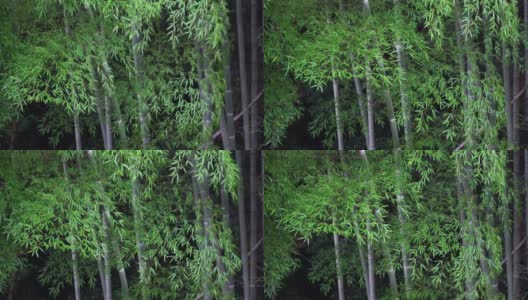 大的竹林高清在线视频素材下载