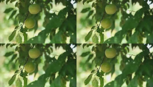 新鲜的青梅果实挂在农家乐树上生长高清在线视频素材下载