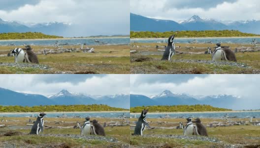 镜头转向阿根廷野生麦哲伦企鹅宝宝高清在线视频素材下载