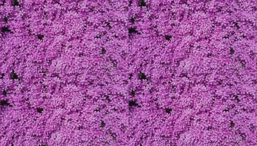 dark purple small flowers in the garden高清在线视频素材下载