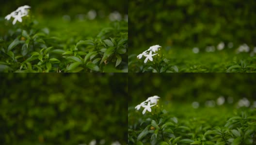 合上白花或天竺葵、栀子、茉莉花作背景。高清在线视频素材下载