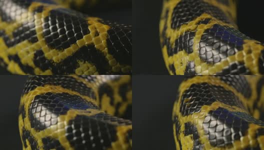 蛇皮纹理，微距拍摄高清在线视频素材下载
