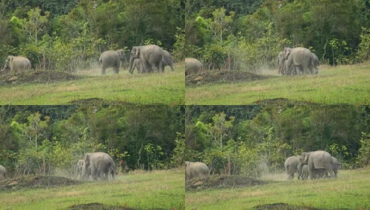 令人惊叹的亚洲象群，慢镜头高清在线视频素材下载