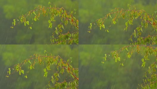 雨点落在绿色的桦树叶子上高清在线视频素材下载