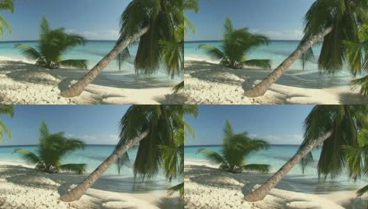palmtrees在马尔代夫高清在线视频素材下载