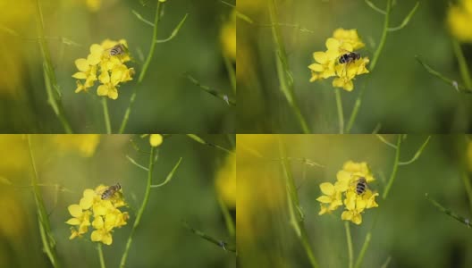 蜜蜂从芥菜花蜜中采集花蜜的慢动作。高清在线视频素材下载