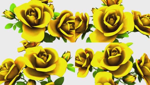 白色背景上的黄色玫瑰花束高清在线视频素材下载