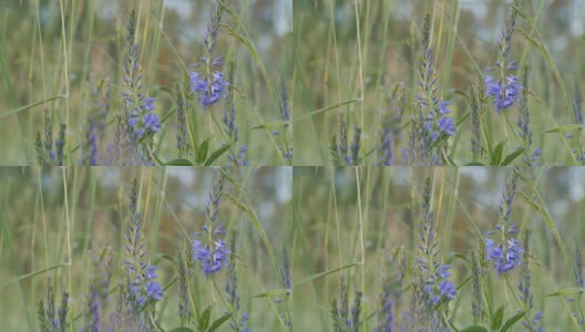 小草，蓝色花朵特写高清在线视频素材下载
