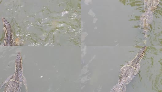 巨蜥在水里游泳高清在线视频素材下载