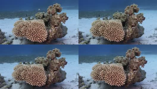 水下放松视频关于红海珊瑚礁。高清在线视频素材下载