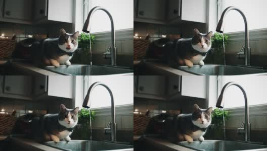 饮用自来水的猫的Cinemagraph(照片运动)高清在线视频素材下载