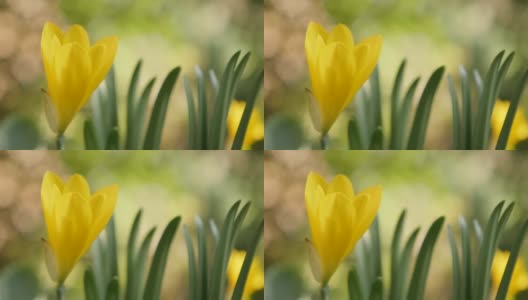 浅DOF石蒜科黄百合科植物4K高清在线视频素材下载