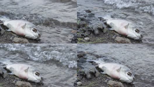 在受污染的海岸上腐烂的发臭的死鱼，危害大自然的有毒废物高清在线视频素材下载