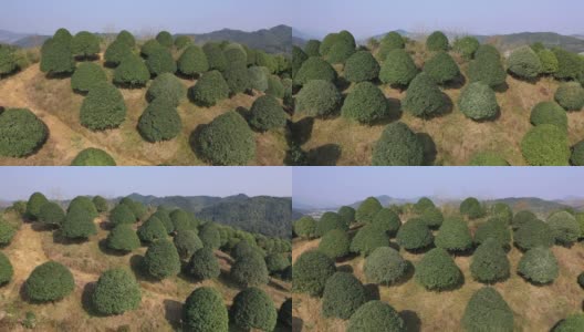 桂花园位于桂林高清在线视频素材下载