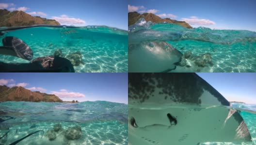 在太平洋蝠鲼的海面下。在蓝天下有一个莫雷阿岛。热带野生动物的概念高清在线视频素材下载