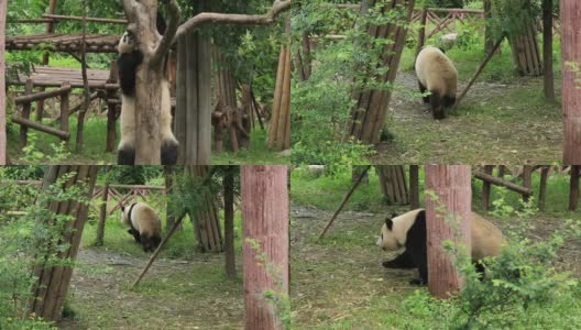 大熊猫在动物园里散步高清在线视频素材下载