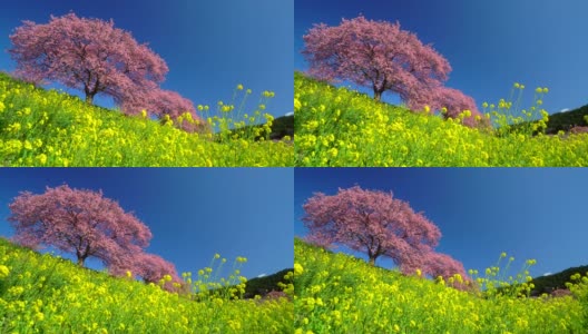 下嘉摩河边盛开的川崎樱花树和油菜花高清在线视频素材下载