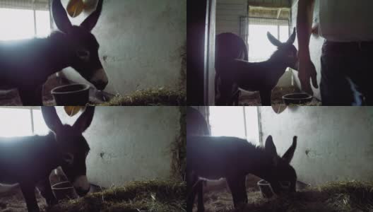 慢镜头多莉拍摄的小驴在一个农场谷仓的马棚吃干草后，一个男性农民喂养它高清在线视频素材下载