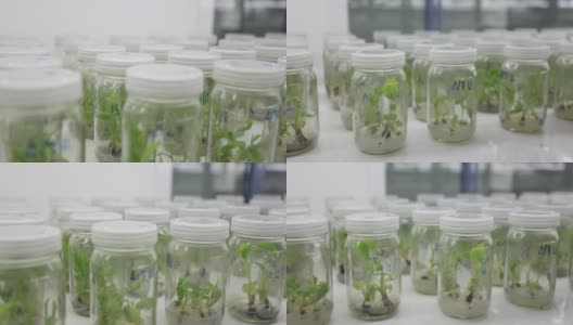 植物细胞和组织培养技术实验室高清在线视频素材下载