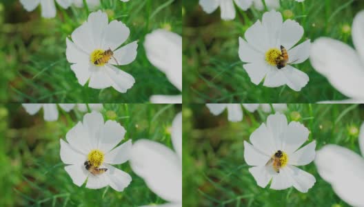 蜜蜂从白花中吸取花蜜，用自然的方法授粉。高清在线视频素材下载