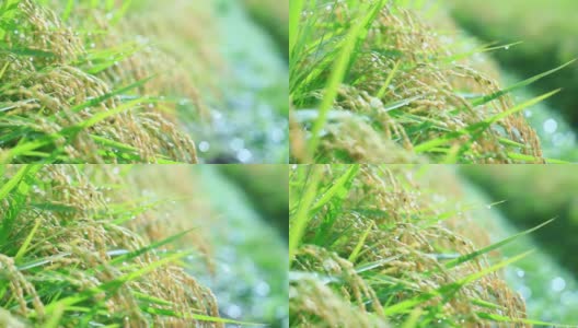 雨滴落在水稻植株上，日本乡村风光高清在线视频素材下载