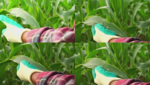农夫的手触摸着田里的玉米叶子高清在线视频素材下载