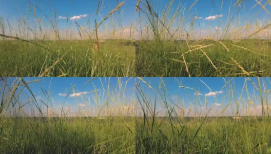 碧草映衬蓝天的风景高清在线视频素材下载