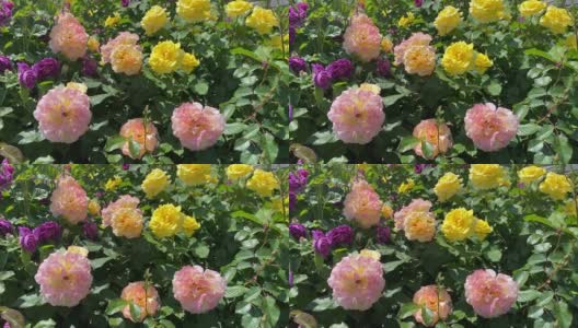 夏季花园里长满了玫瑰花。美丽茂盛的粉红色、黄色、紫色的玫瑰。繁茂的佛罗里达玫瑰在阳光明媚的夏日在公园里盛开。天堂的玫瑰花园。高清在线视频素材下载
