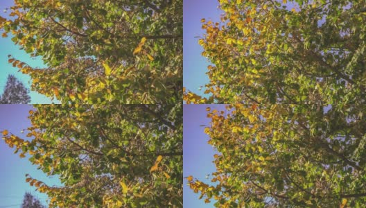 树上的秋叶高清在线视频素材下载