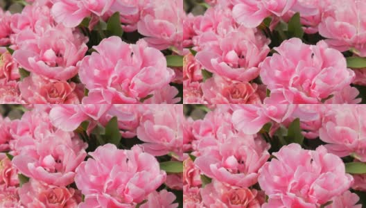 在春天的花园里，近距离观看花瓣盛开的粉红色的像牡丹一样的郁金香。郁金香田近距离观察荷兰，荷兰高清在线视频素材下载
