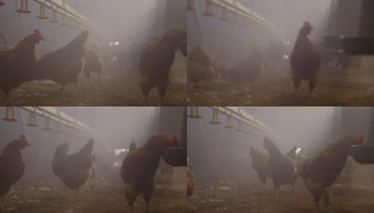 鸡在养鸡场里游荡高清在线视频素材下载