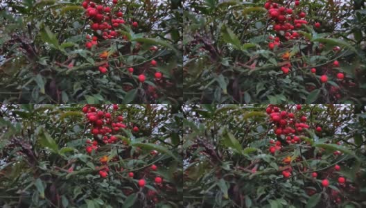 篱笆植物Pyracantha coccinea 'Red Column'，使用慢动作技术拍摄。高清在线视频素材下载