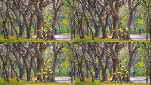高清慢镜头:秋天的绿色公园高清在线视频素材下载