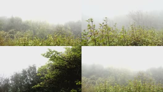 三张薄雾大自然的照片高清在线视频素材下载