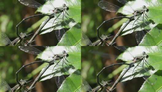 蜻蜓/豆娘交配的微距镜头(5次中的2次)高清在线视频素材下载