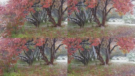 西伯利亚的一种山楂树，在深秋和初冬的大雪下有红叶高清在线视频素材下载
