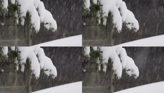 雪花飘落在树上，在富山，日本高清在线视频素材下载
