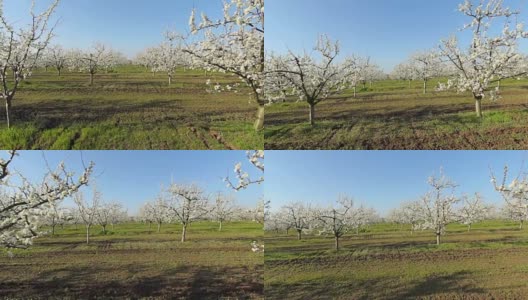 平稳的镜头，美丽的樱花花园高清在线视频素材下载