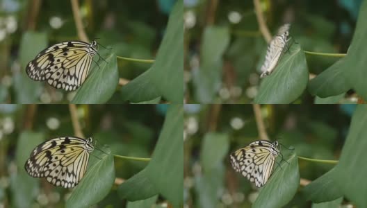 在一个阳光明媚的日子里，一只五彩斑斓的蝴蝶停在一朵热带花朵上高清在线视频素材下载