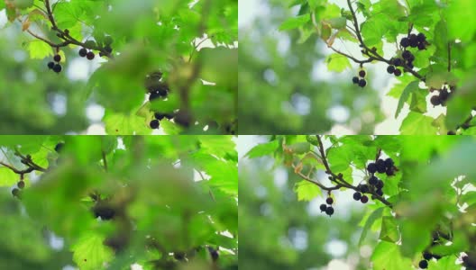 花园里有黑醋栗浆果。特写镜头滑块。高清在线视频素材下载