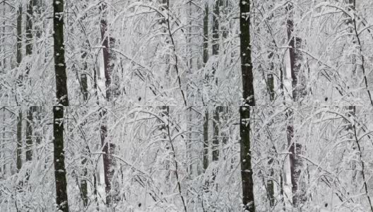 冬季雪林树木高清在线视频素材下载