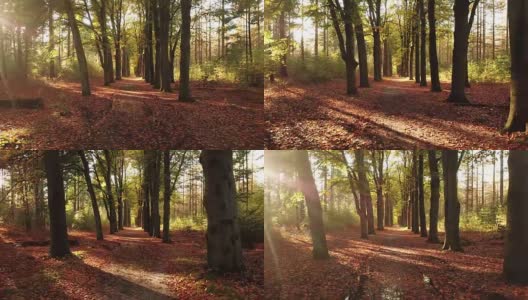 飞行通过神奇的秋天森林与树木和雾蒙蒙的背景- 4K高清在线视频素材下载