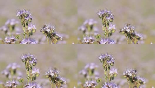 蜜蜂给十字花科的花授粉高清在线视频素材下载