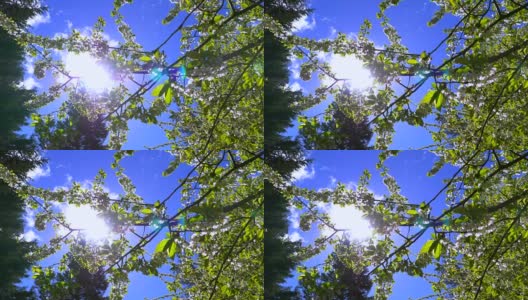 慢镜头太阳镜头光晕树枝，自然开花樱桃树春天高清在线视频素材下载
