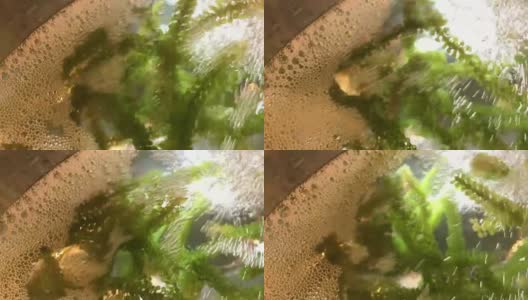 海藻，小扁豆藻高清在线视频素材下载