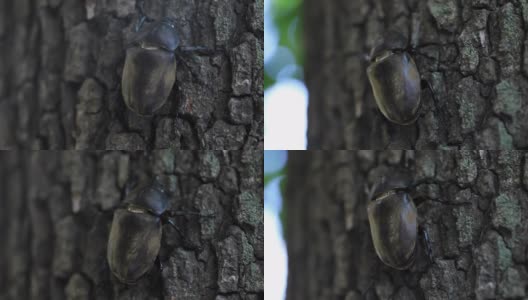 一只雌性甲虫在东京街道附近的树上拿着高清在线视频素材下载