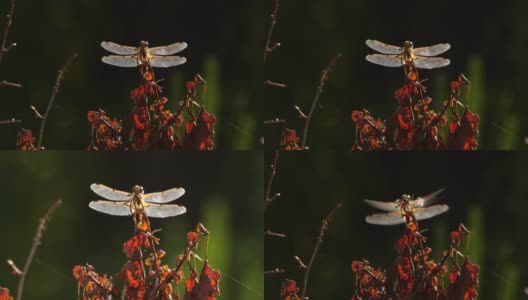 四斑羚(Libellula quadrimaculata) -兴安自然保护区高清在线视频素材下载