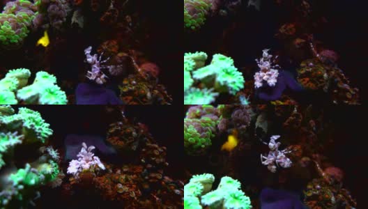 鱼缸里的虾和珊瑚礁高清在线视频素材下载
