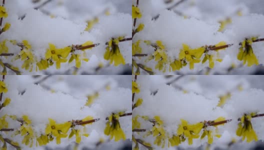 黄色的花上一丛覆盖着一层雪的春天特写。高清在线视频素材下载